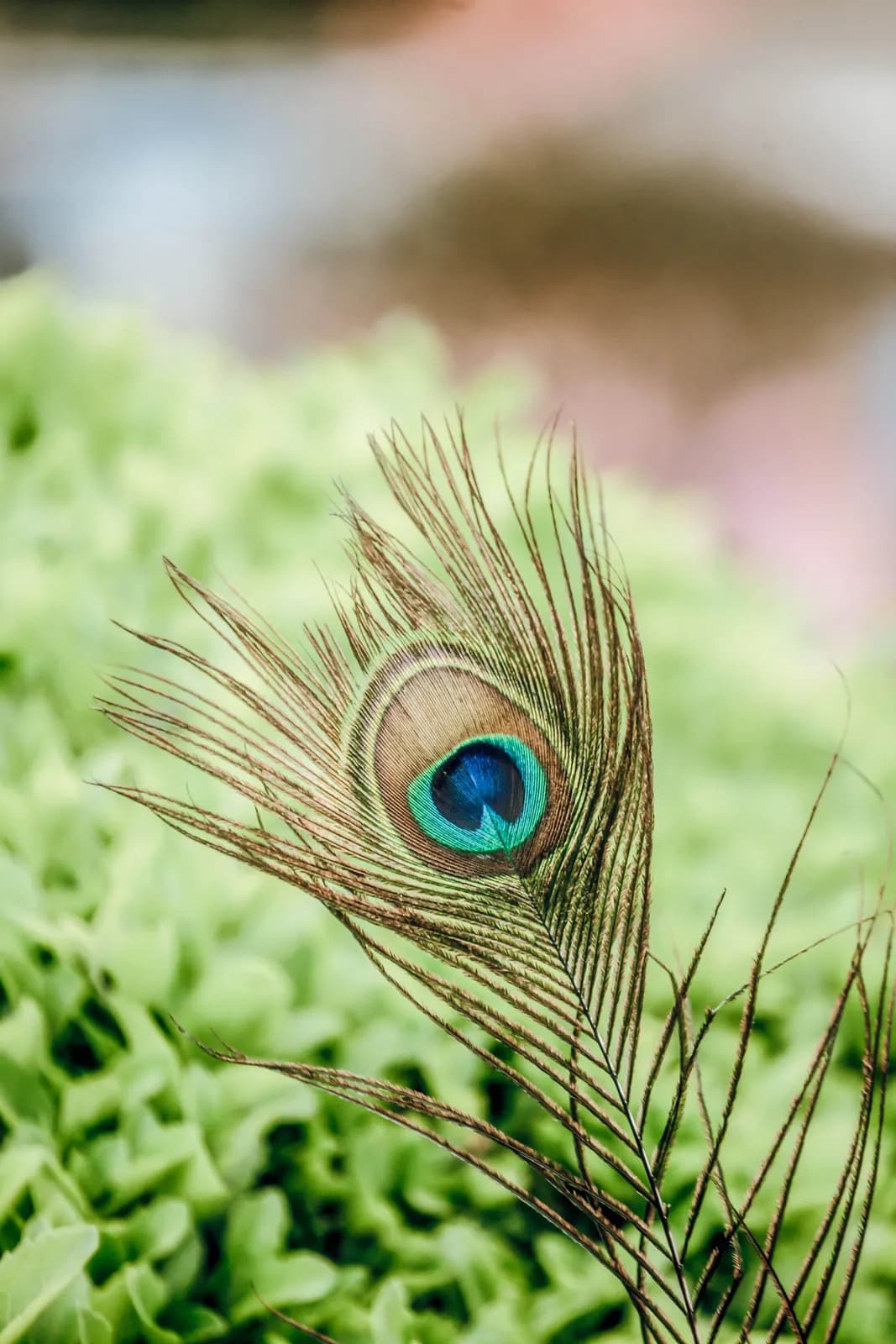 Close up peacock feather with vibrant blue eye detail on green mossy ground