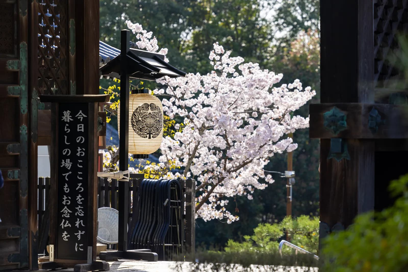 Blooming cherry blossoms at a traditional japanese temple with paper lantern and wooden sign