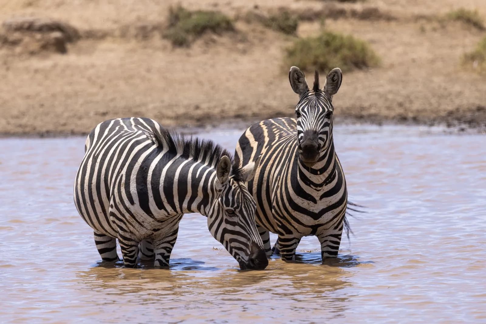 Two zebras standing in a shallow water hole in the african savanna during a sunny day