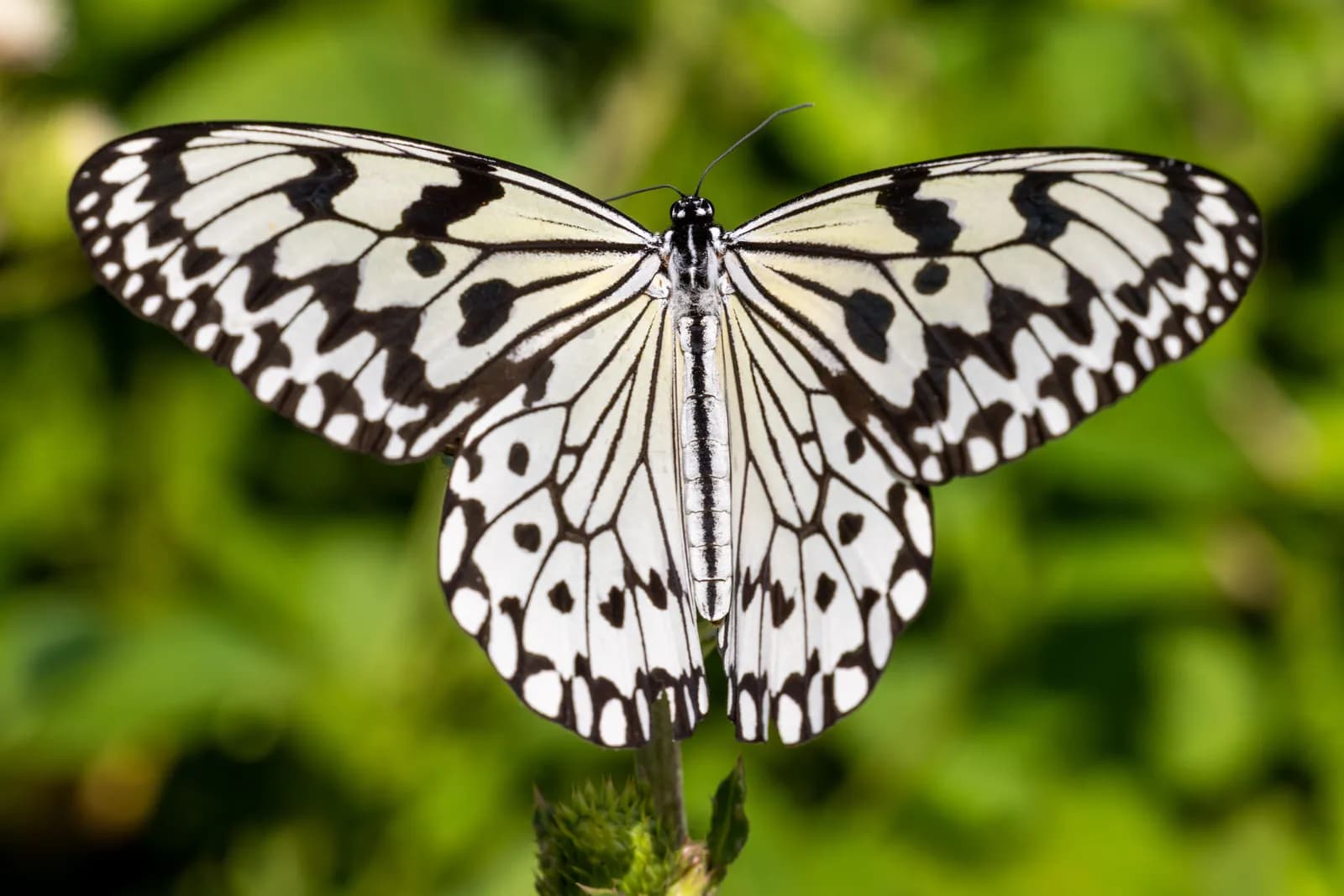 Macro shot of a paper kite butterfly with black and white wings resting on a green plant stem