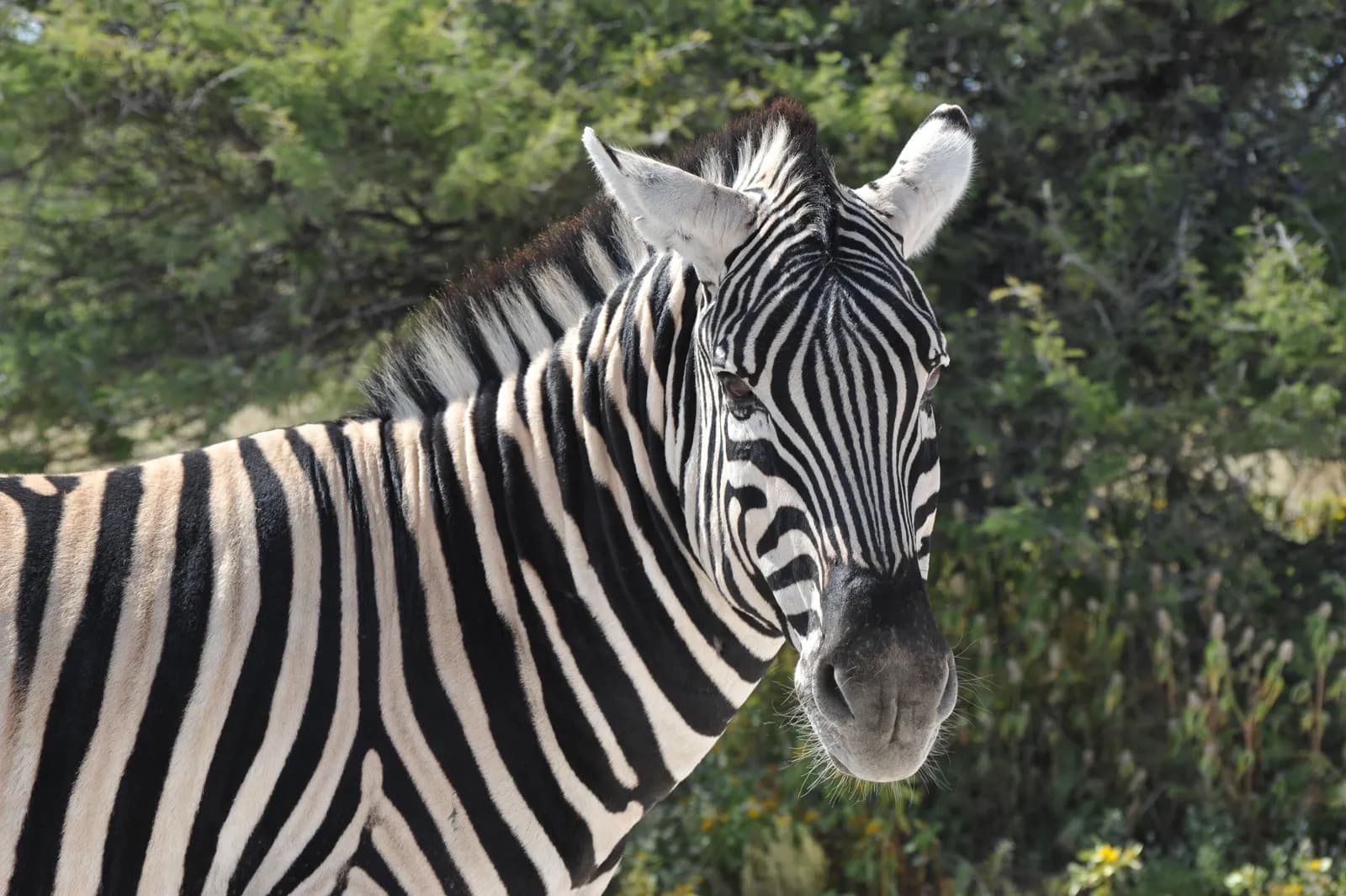 Close up portrait of a wild zebra standing in the african savanna during a sunny day