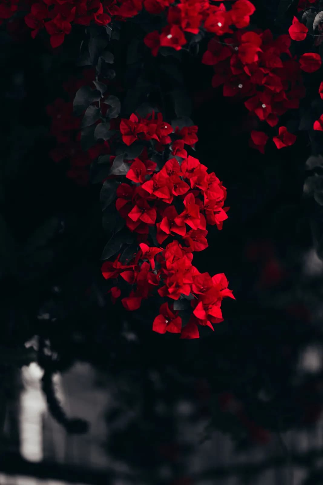Vibrant red bougainvillea flowers blooming in a dark garden setting for nature background design