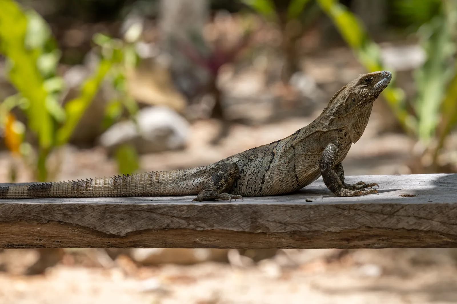Wild iguana resting on a wooden bench in a tropical garden setting for nature and wildlife concepts