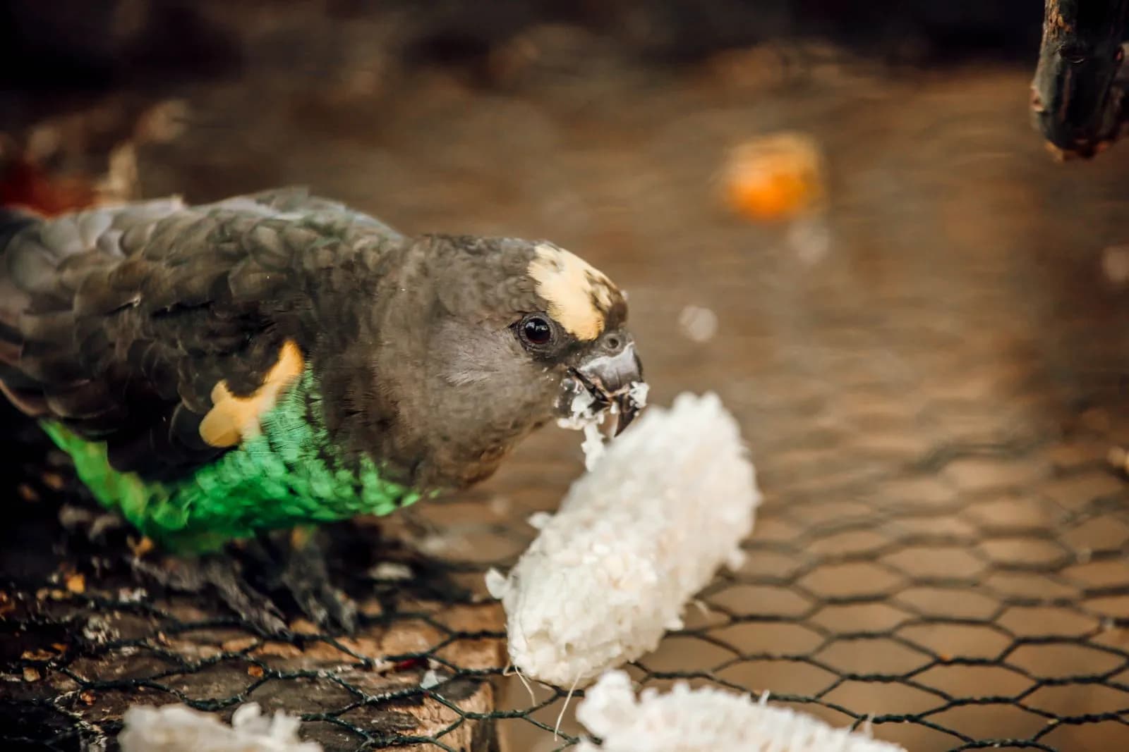 Meyer parrot eating corn on a wire mesh surface in a natural outdoor environment