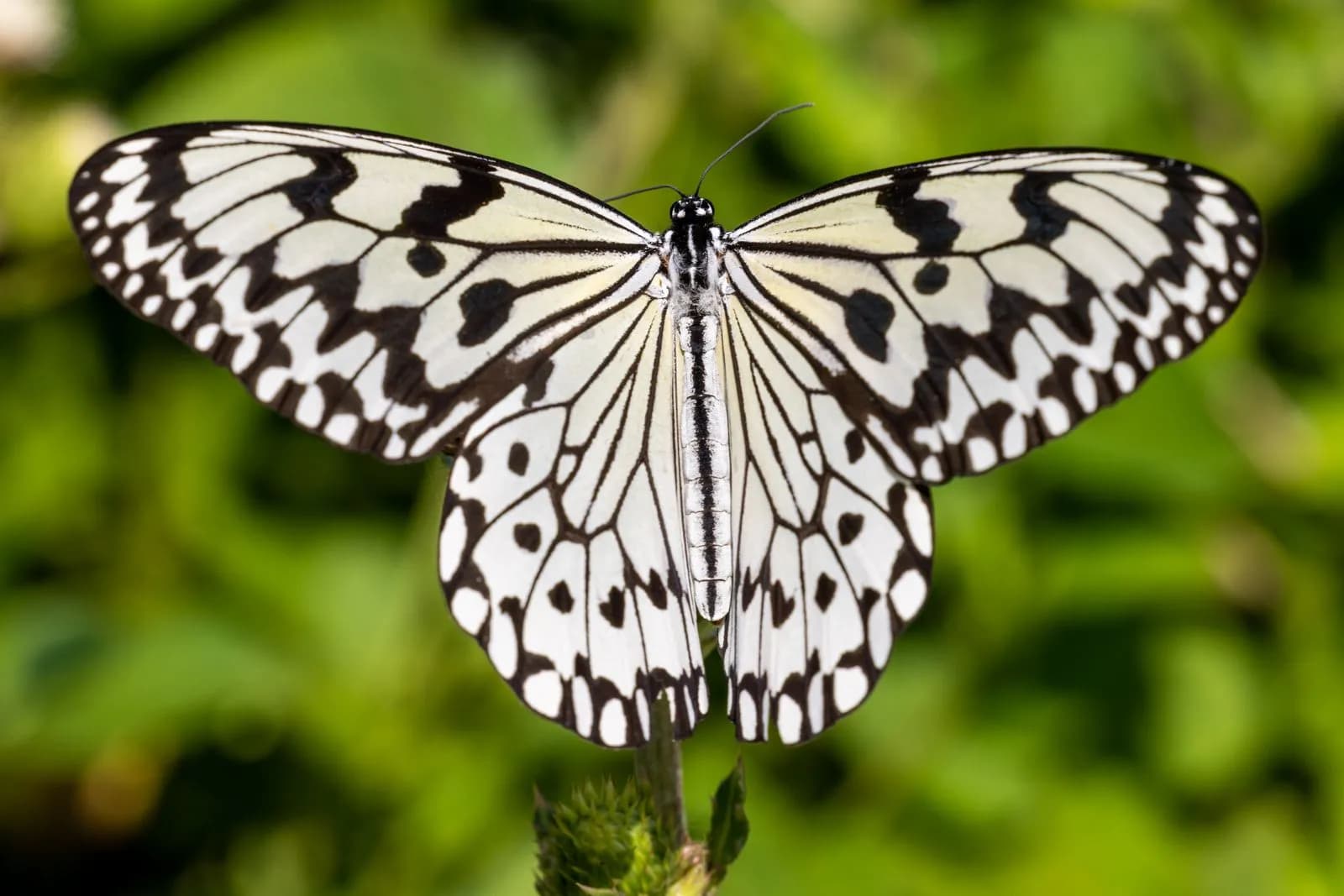 Close up of a paper kite butterfly with black and white wings resting on a green plant in nature