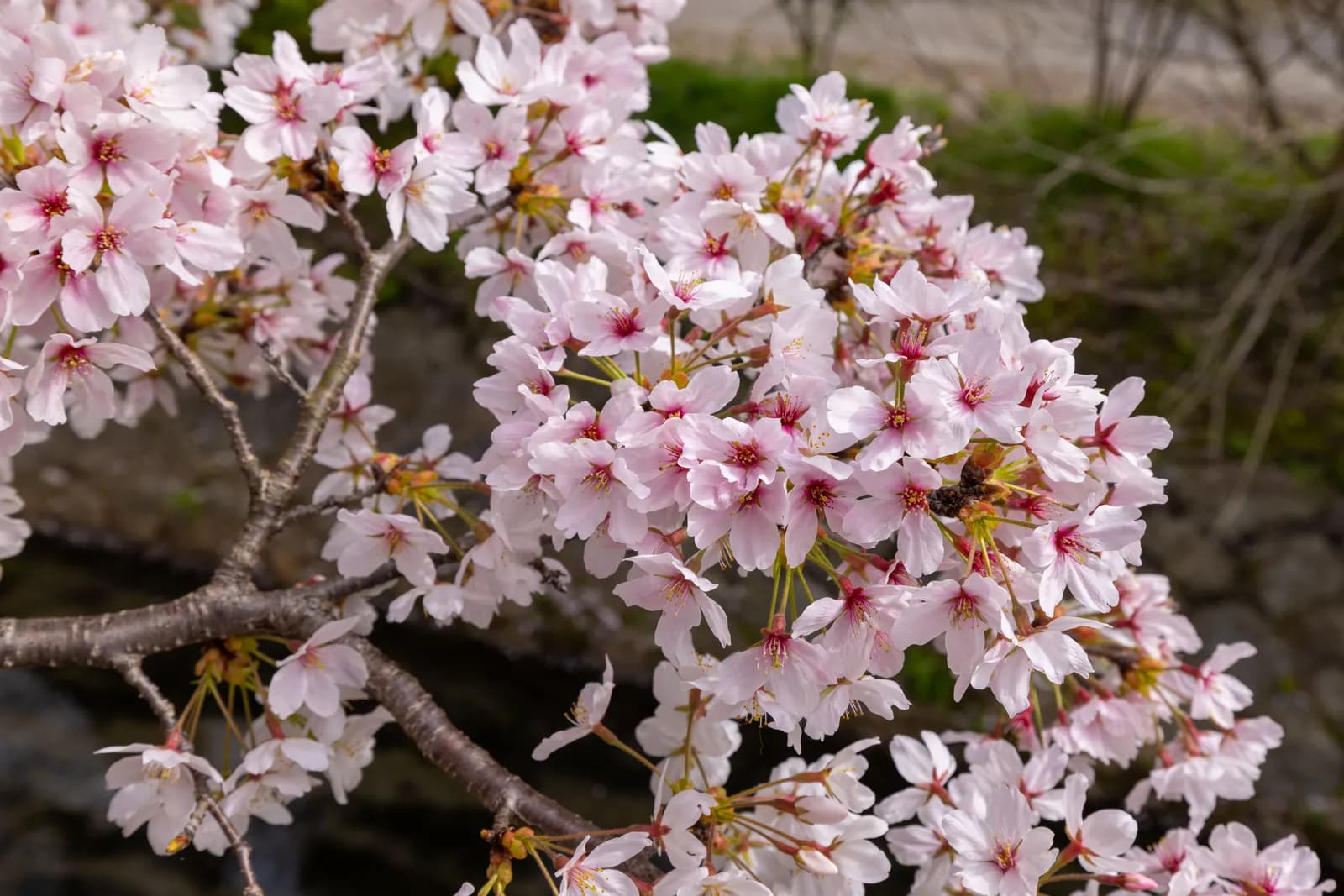 Pink cherry blossoms blooming on tree branches during spring season in natural daylight