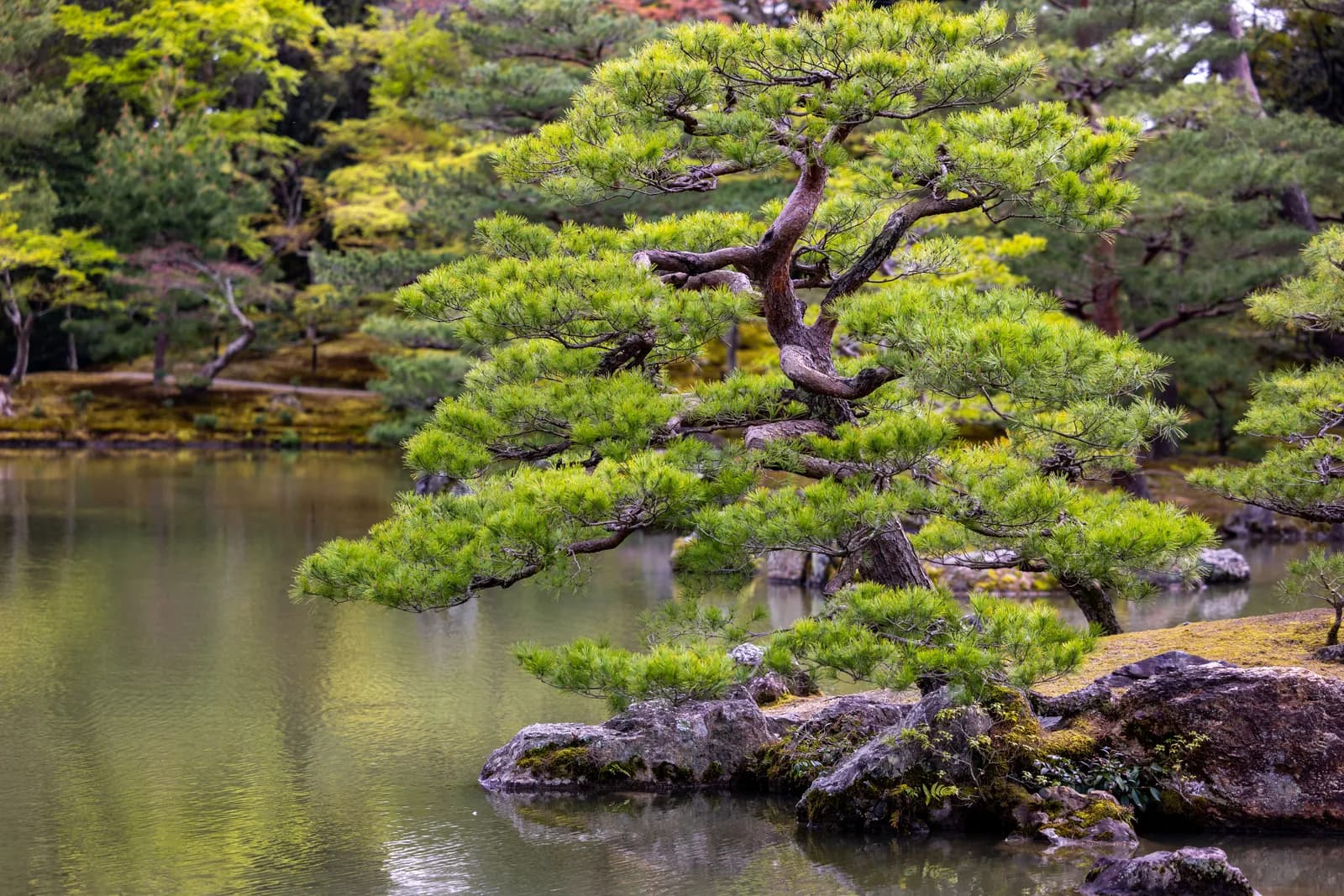 Scenic japanese garden with pine tree growing over a calm pond in spring season