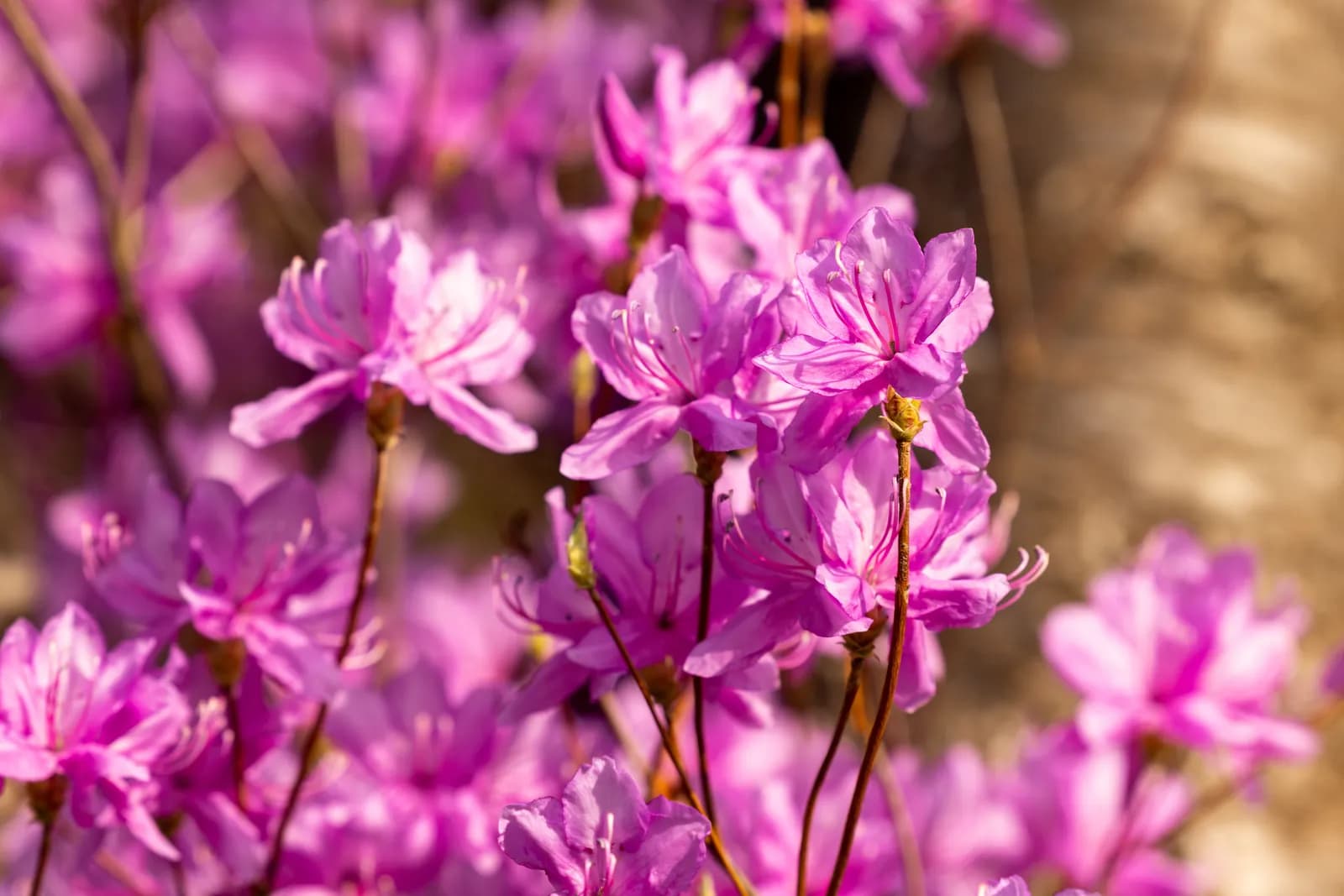 Vibrant pink azalea flowers blooming in spring garden for seasonal nature background