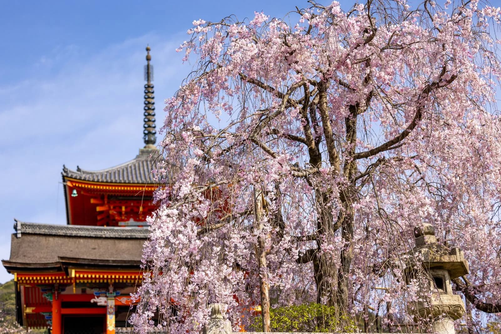 Blooming cherry blossoms at a traditional japanese temple during spring season
