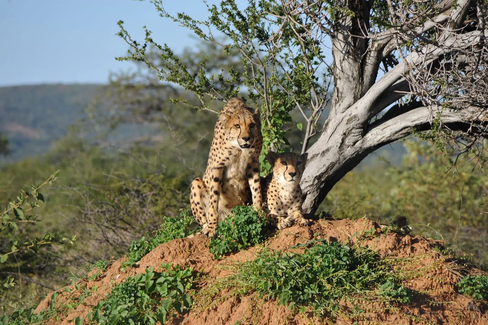 Two wild cheetahs resting on a grassy termite mound in the african savanna wilderness landscape