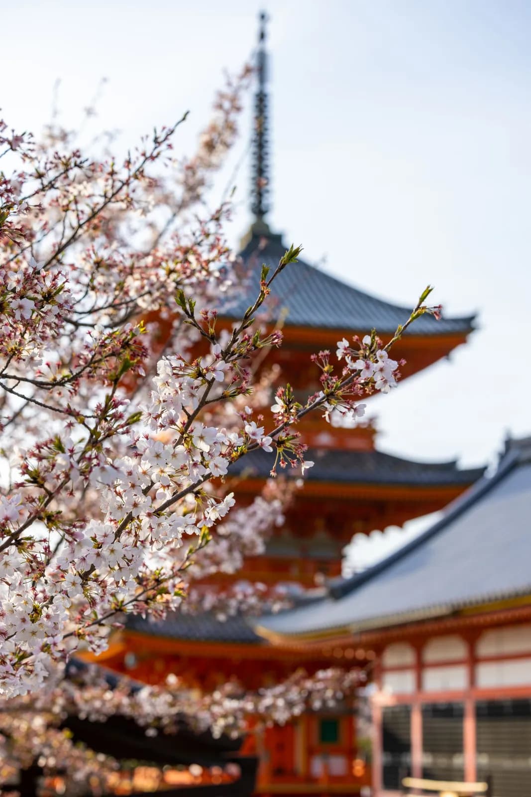 Cherry blossoms blooming at a traditional japanese pagoda temple in spring