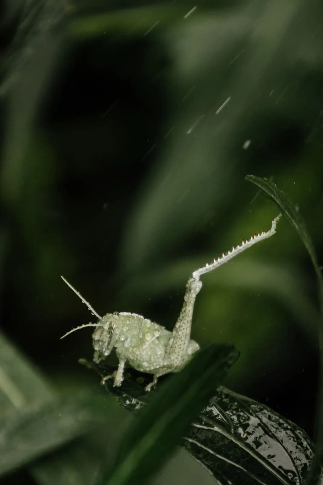 Small green grasshopper resting on a wet leaf during a light rain shower in the forest
