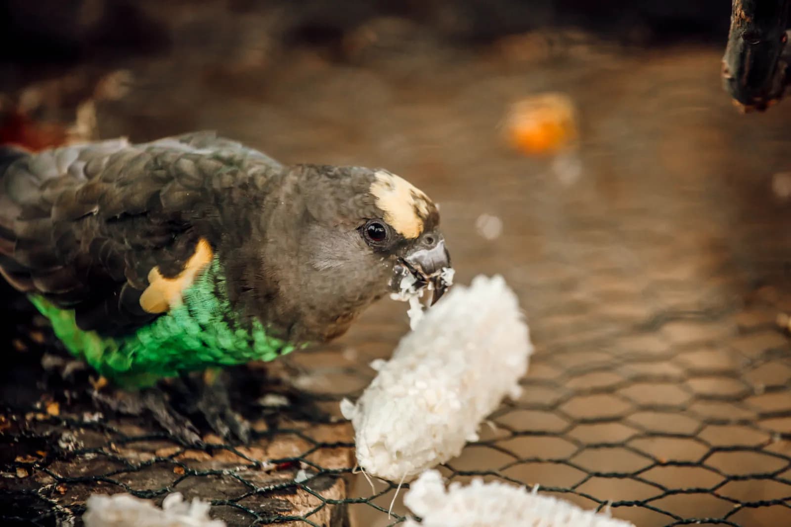 Parrot eating cotton wool in cage close up natural behavior