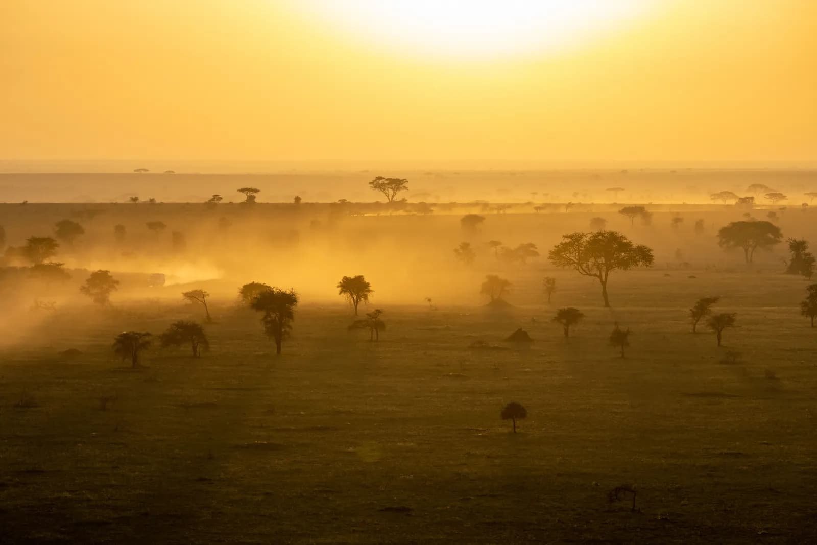 Golden sunrise over african savanna landscape with scattered acacia trees and morning mist