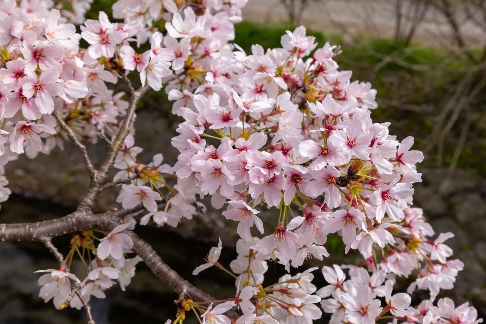 Pink cherry blossoms blooming on tree branches in spring season