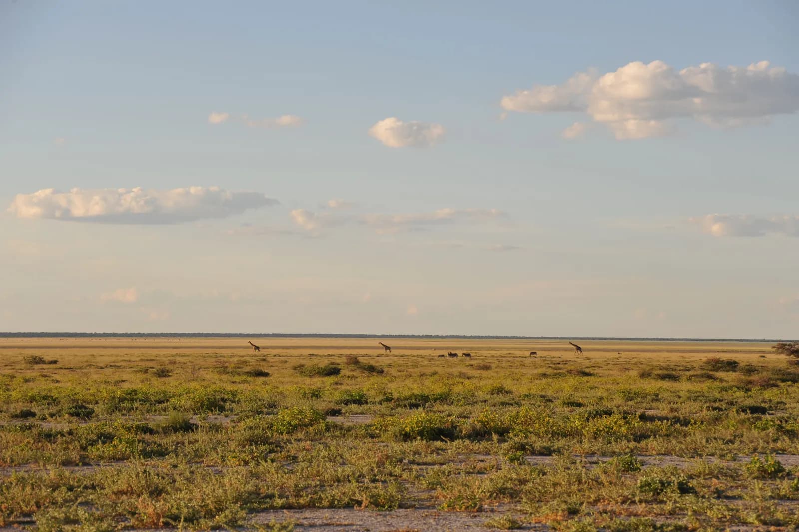 Wild giraffes walking across the vast african savanna landscape under a clear blue sky at sunset