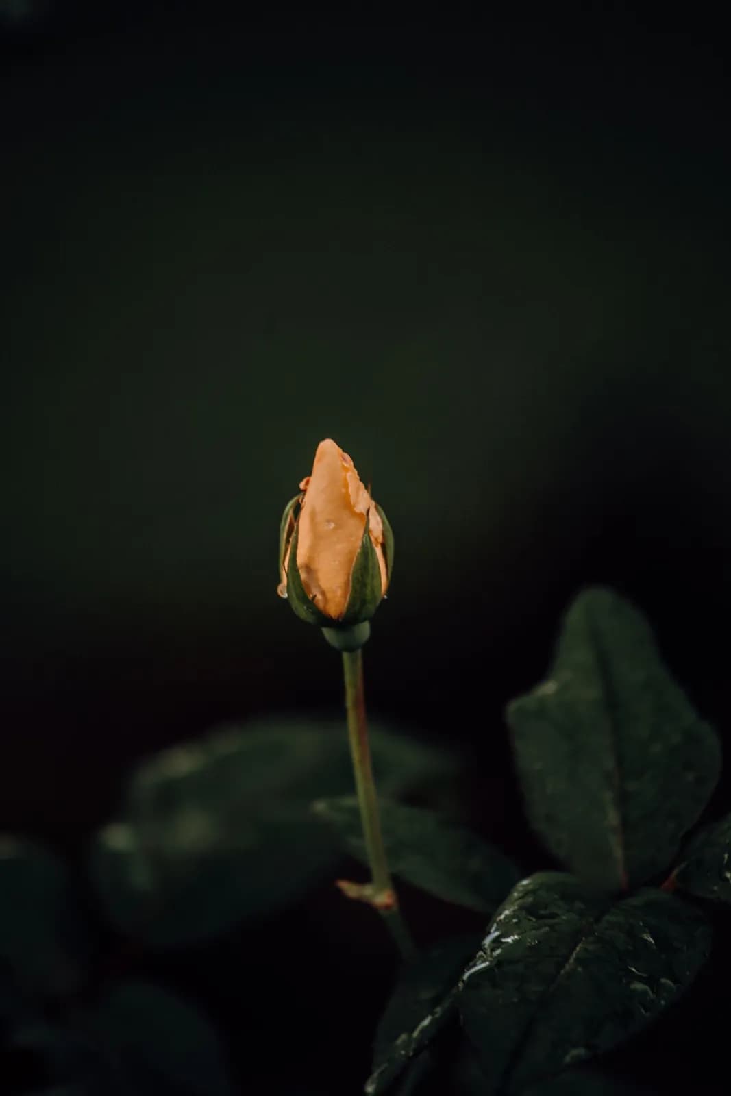 Single orange rose bud blooming in a dark garden setting for romantic floral background design