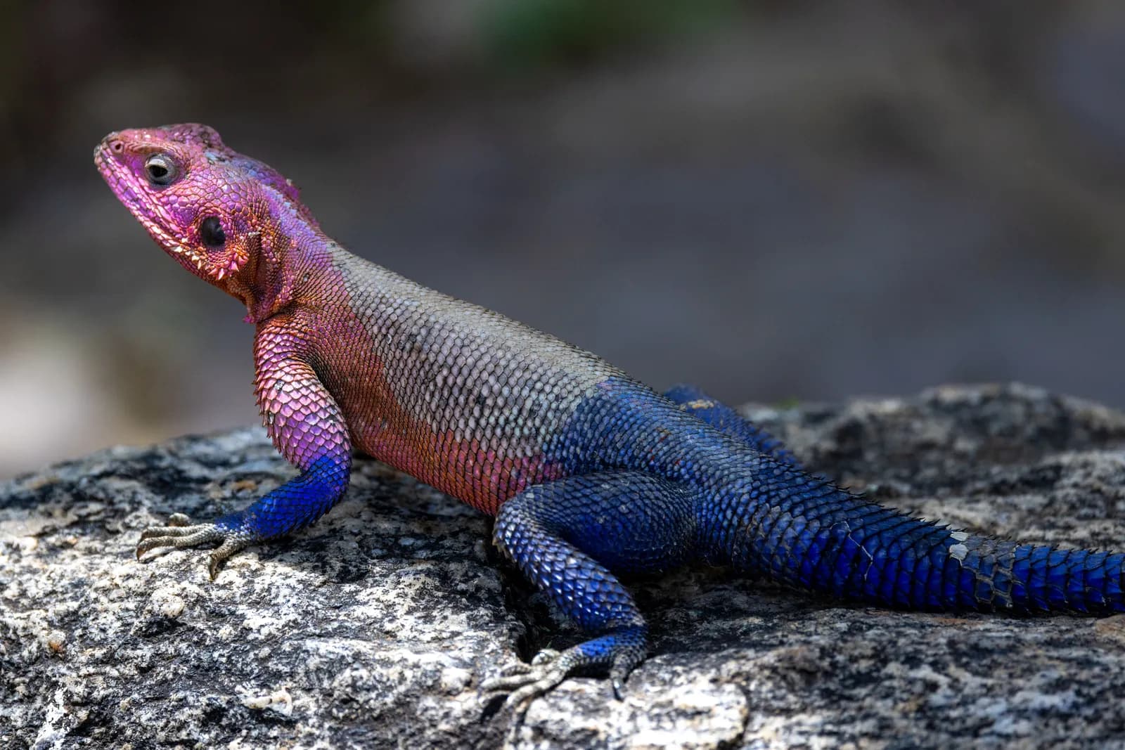 Colorful agama lizard resting on a textured rock in a natural outdoor wildlife environment