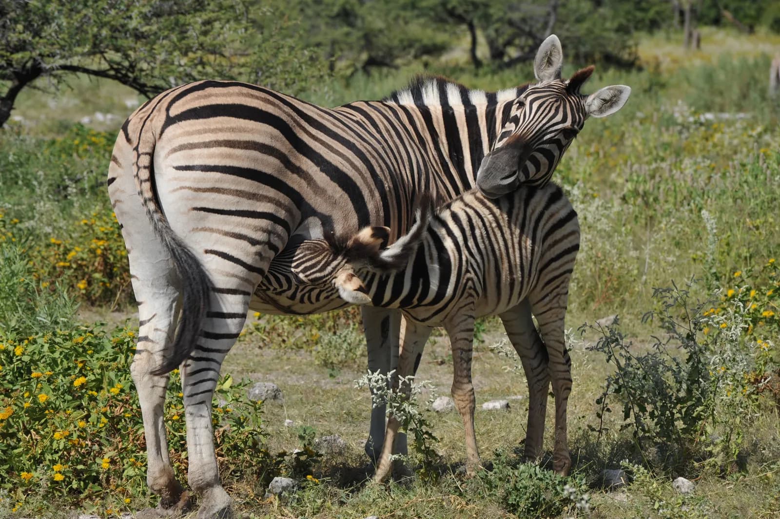 Mother zebra nursing her young foal in the african savanna wilderness during a sunny day