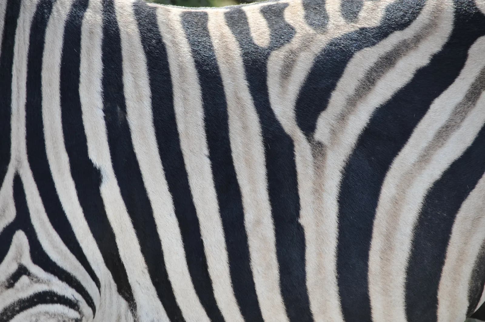 Close up view of zebra skin texture with natural black and white stripes pattern for background