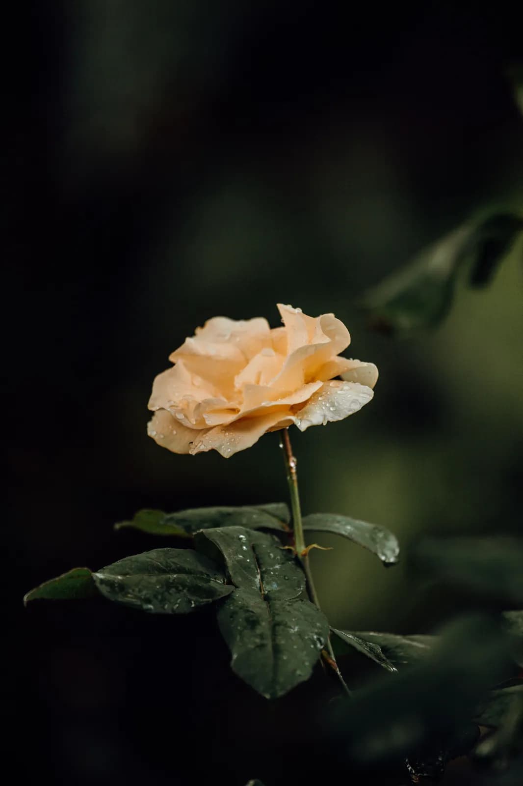 Single peach rose flower with water droplets on petals in a dark garden setting