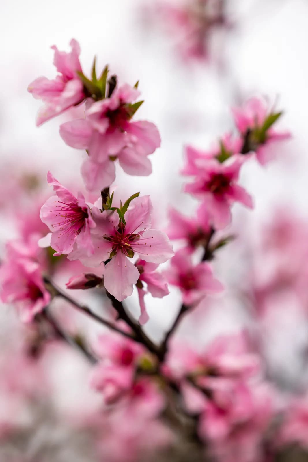Pink peach blossoms blooming on tree branches during the spring season