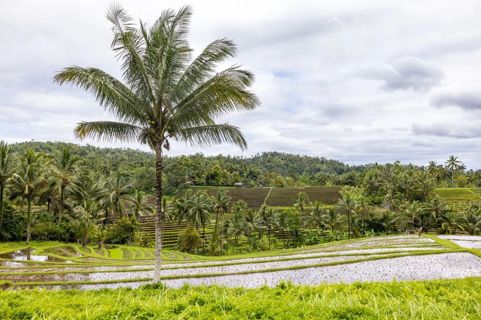 Scenic view of lush green rice terraces with palm trees in bali indonesia tropical landscape