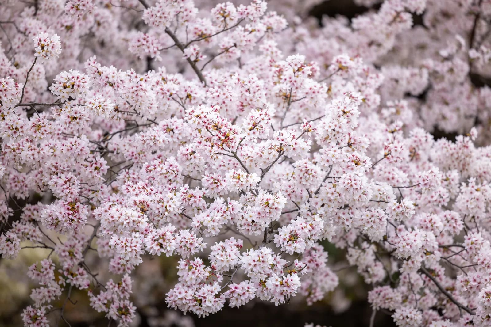 Cherry blossoms blooming on tree branches during spring season in japan