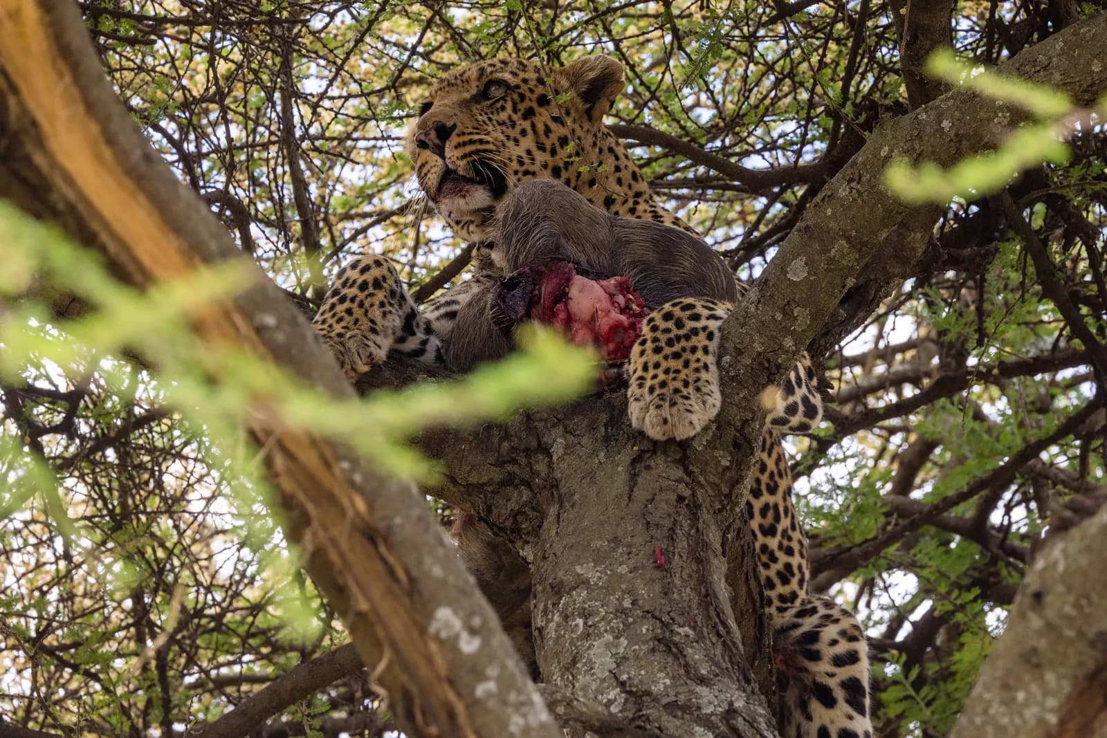 Wild leopard eating prey while perched high in an acacia tree in the african savanna wilderness