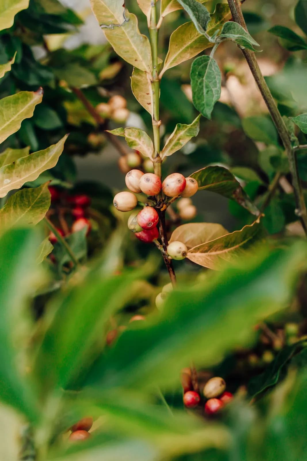 Fresh coffee cherries ripening on a green branch in a tropical plantation farm for harvest