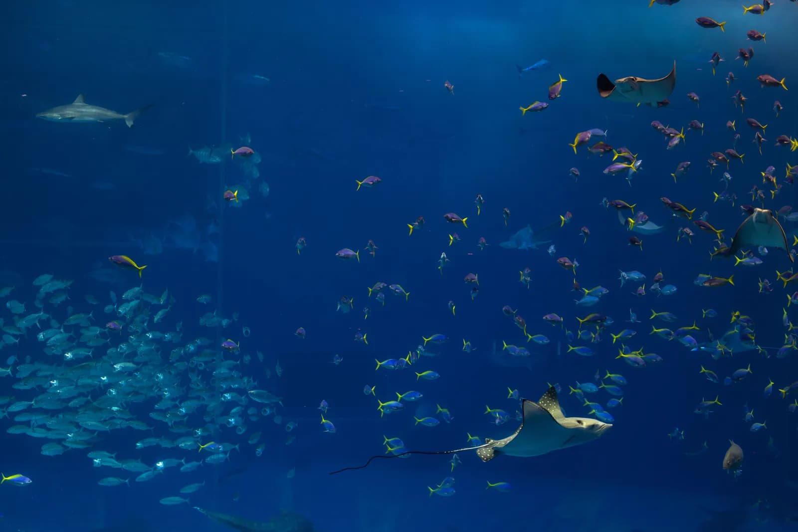 Large stingray swimming with school of tropical fish in deep blue aquarium tank water