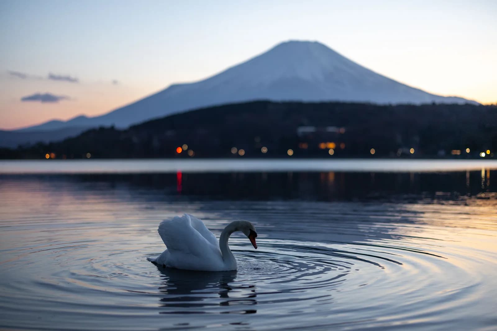 White swan swimming in lake yamanaka with mount fuji in the background at sunset in japan