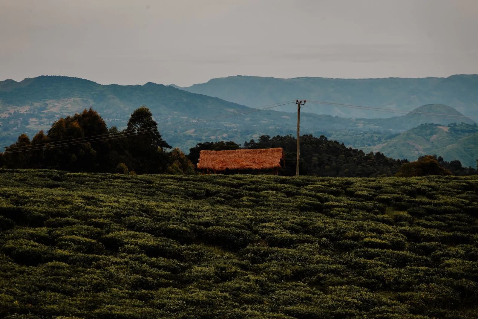 Small rustic house with orange roof in the middle of a green tea plantation field in the mountains