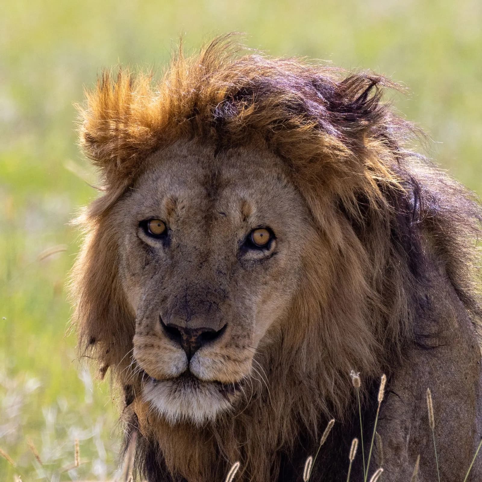 Close up portrait of a majestic male lion with a thick mane in the african savannah wilderness