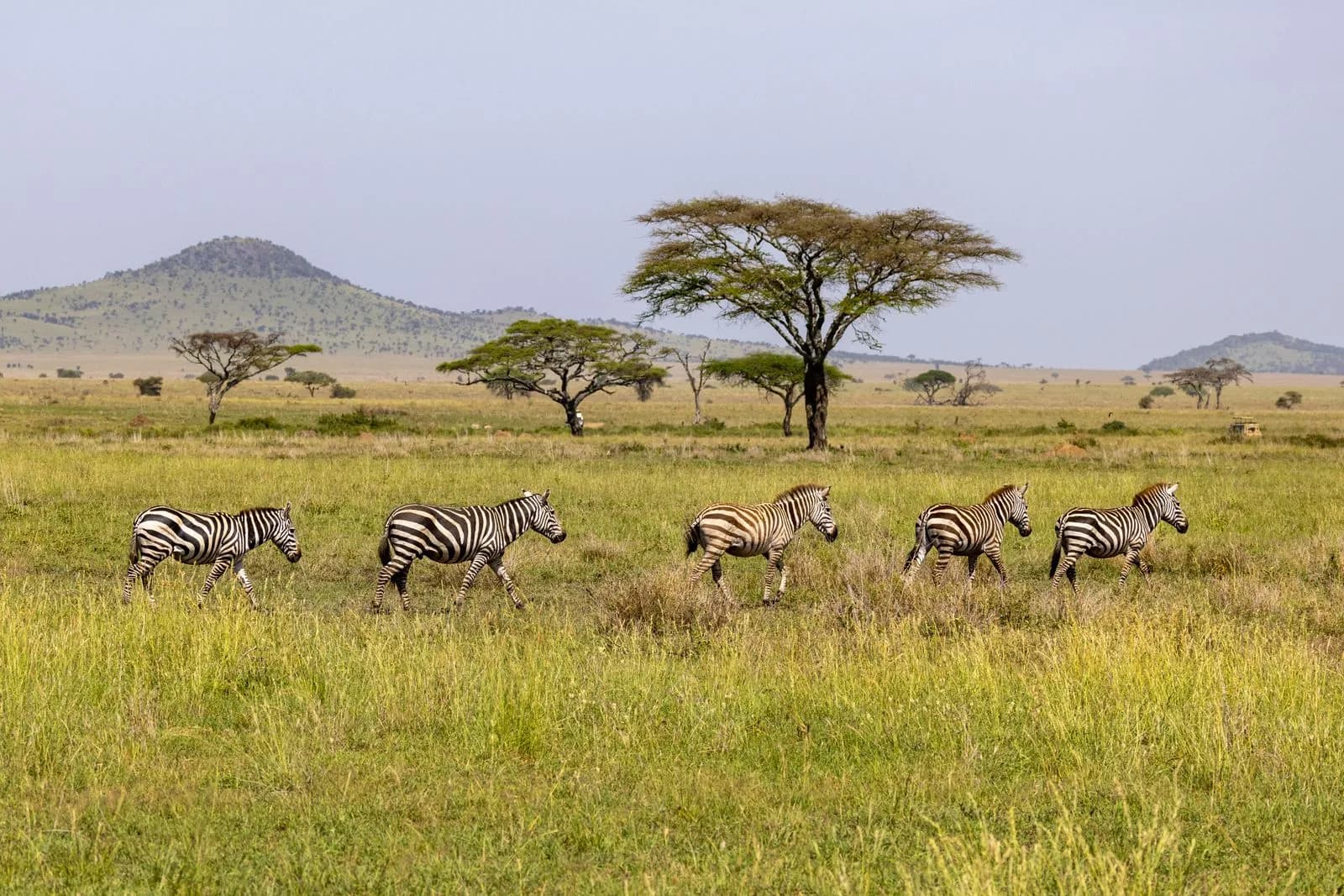 Group of zebras walking across the african savanna landscape in tanzania
