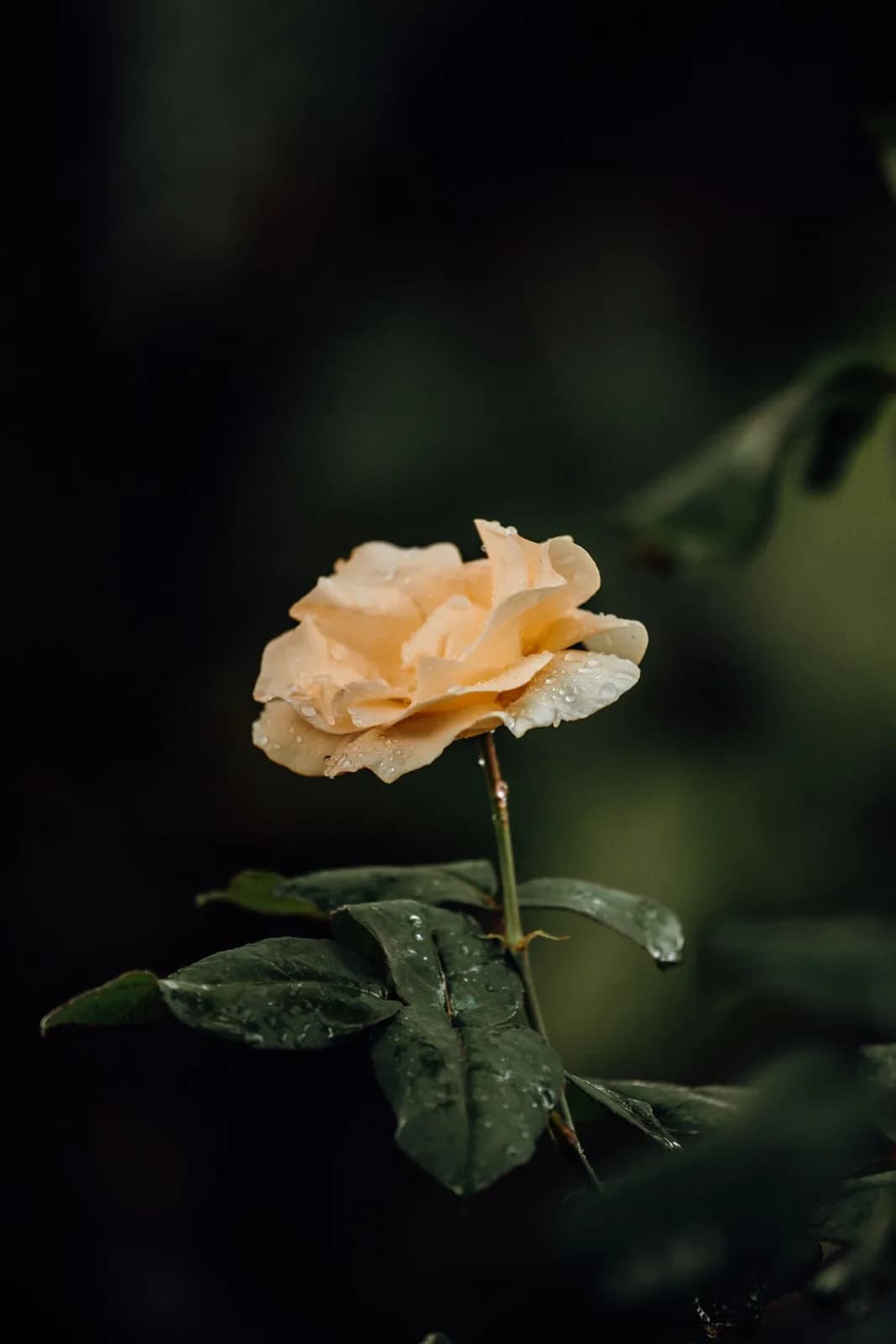 Single peach rose flower with water droplets on petals in a dark moody garden setting