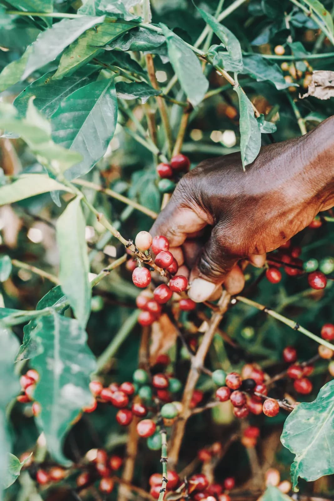 Hand picking ripe red coffee cherries from lush green plant outdoors