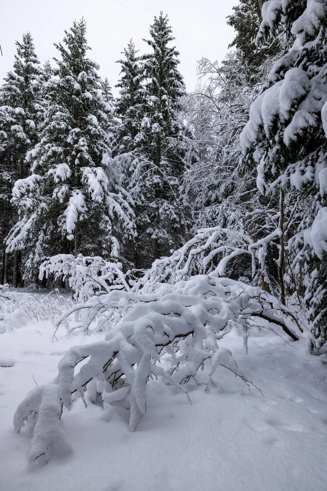 Heavy snowfall covering evergreen forest with fresh white blanket