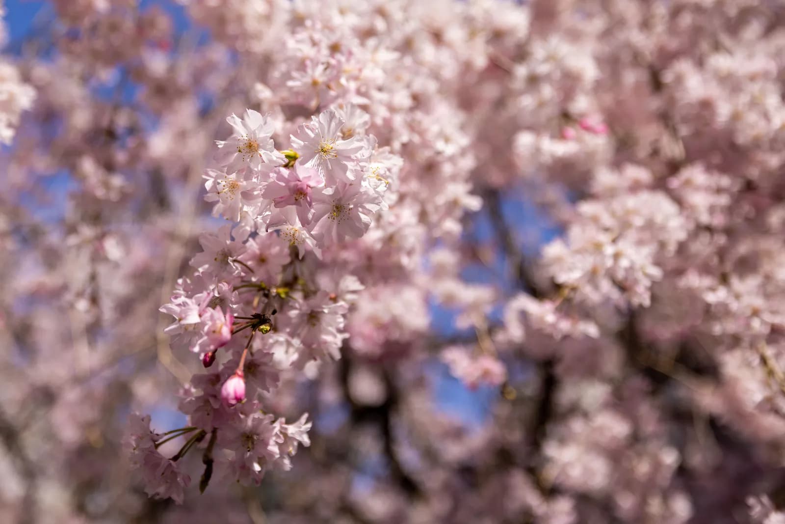 Pink cherry blossoms blooming on tree branches during a sunny spring day in the garden