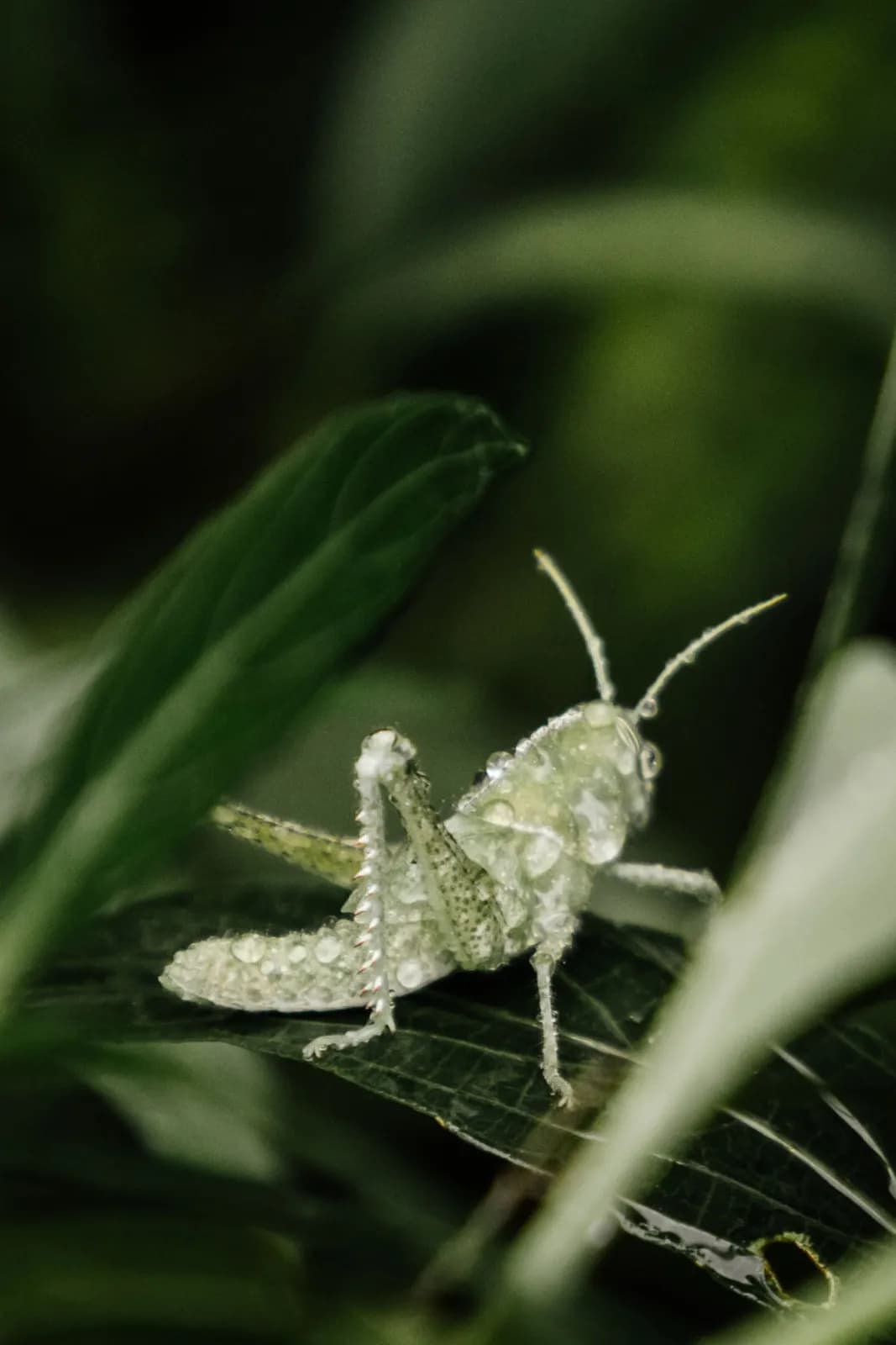 Macro shot of a small green grasshopper covered in morning dew drops on a lush garden leaf