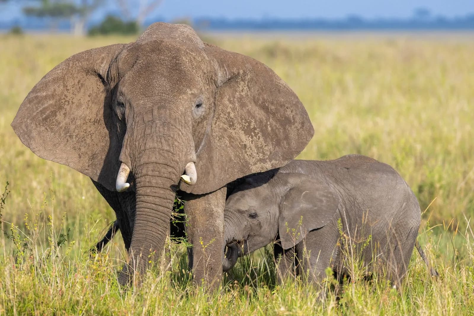African elephant mother and baby calf standing together in the wild savanna grassland landscape