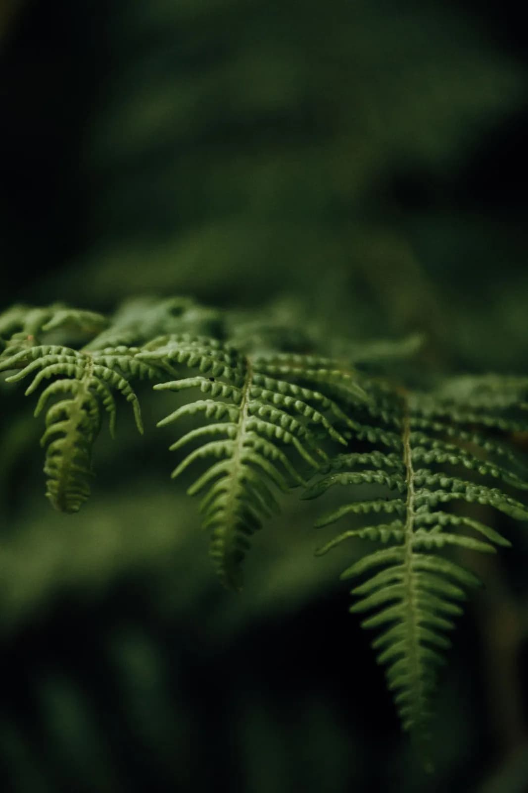 Close up of green fern leaves in a dark forest setting with soft natural lighting and depth of field