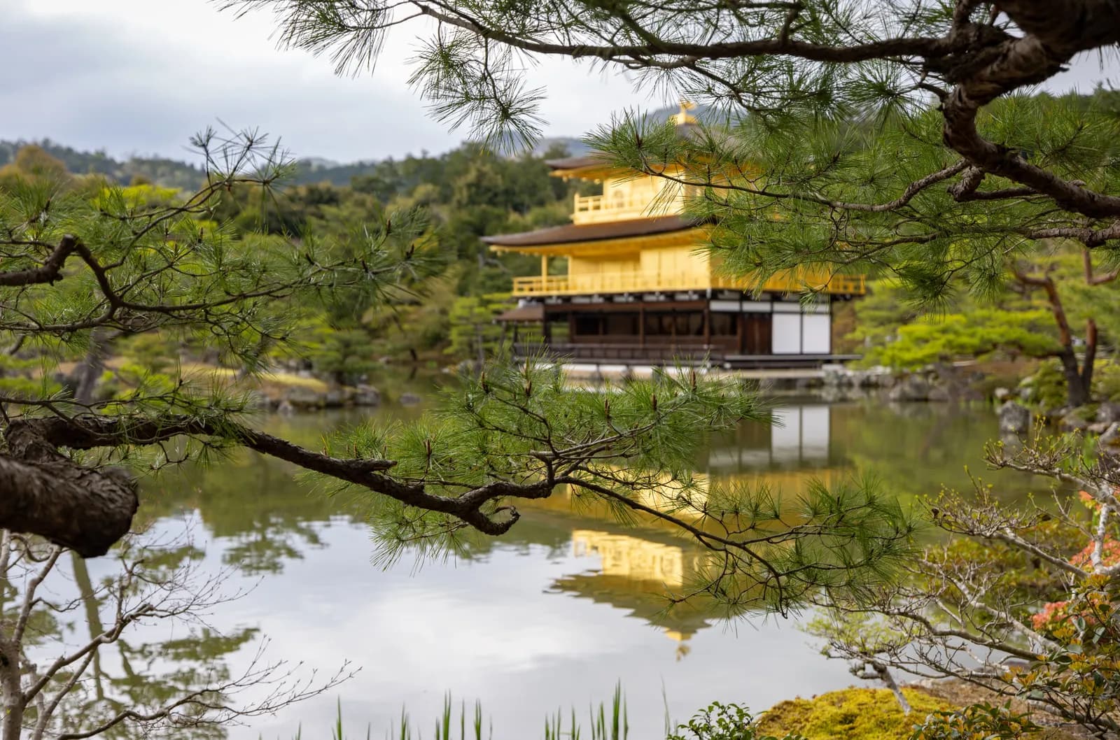 Golden pavilion kinkakuji temple reflected in a pond surrounded by pine trees in kyoto japan