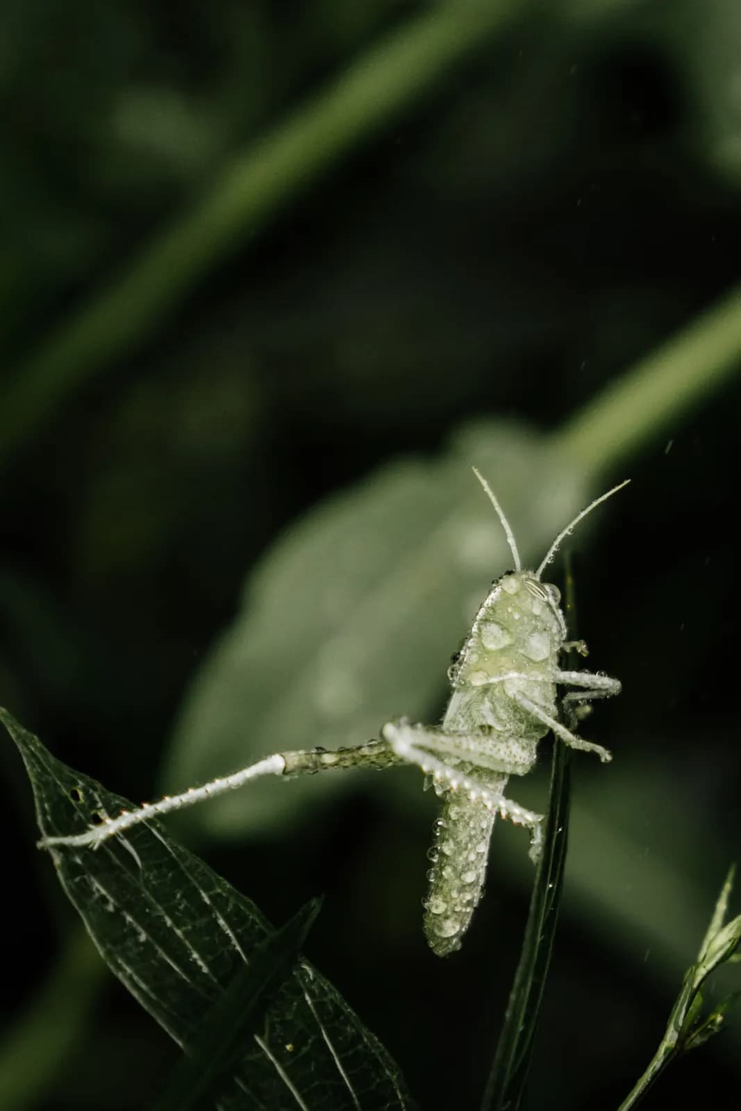 Small green grasshopper covered in morning dew drops resting on a leaf in a natural garden setting