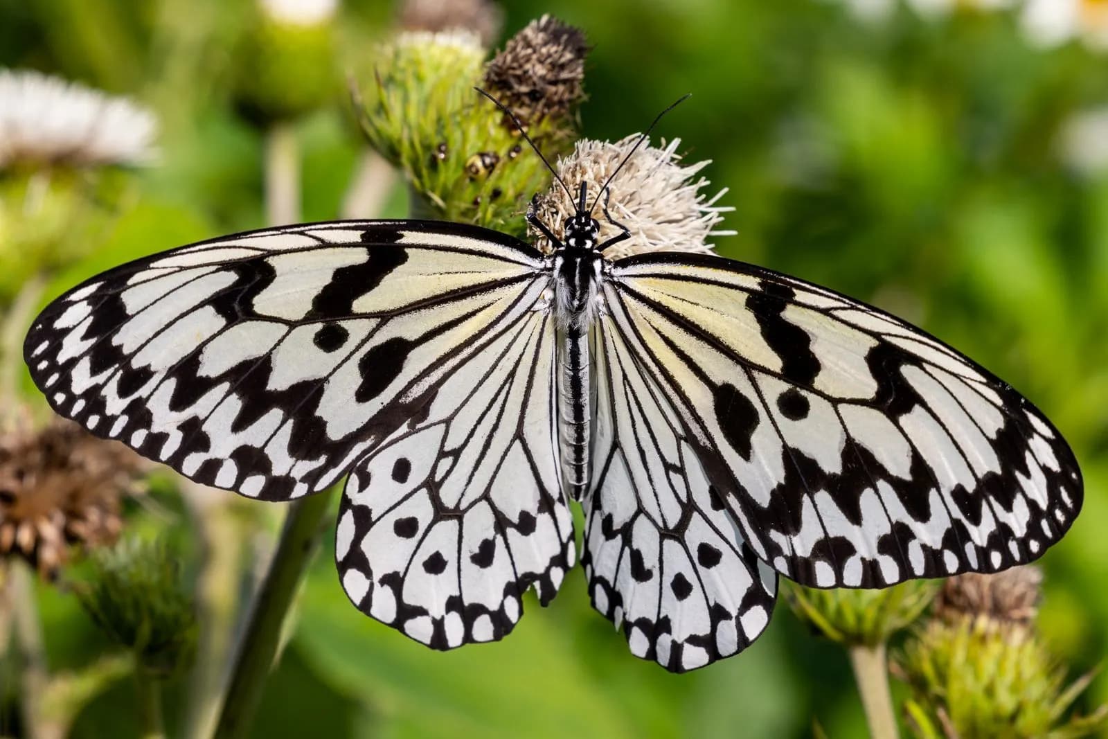 Large white tree nymph butterfly resting on a green plant in a sunny garden