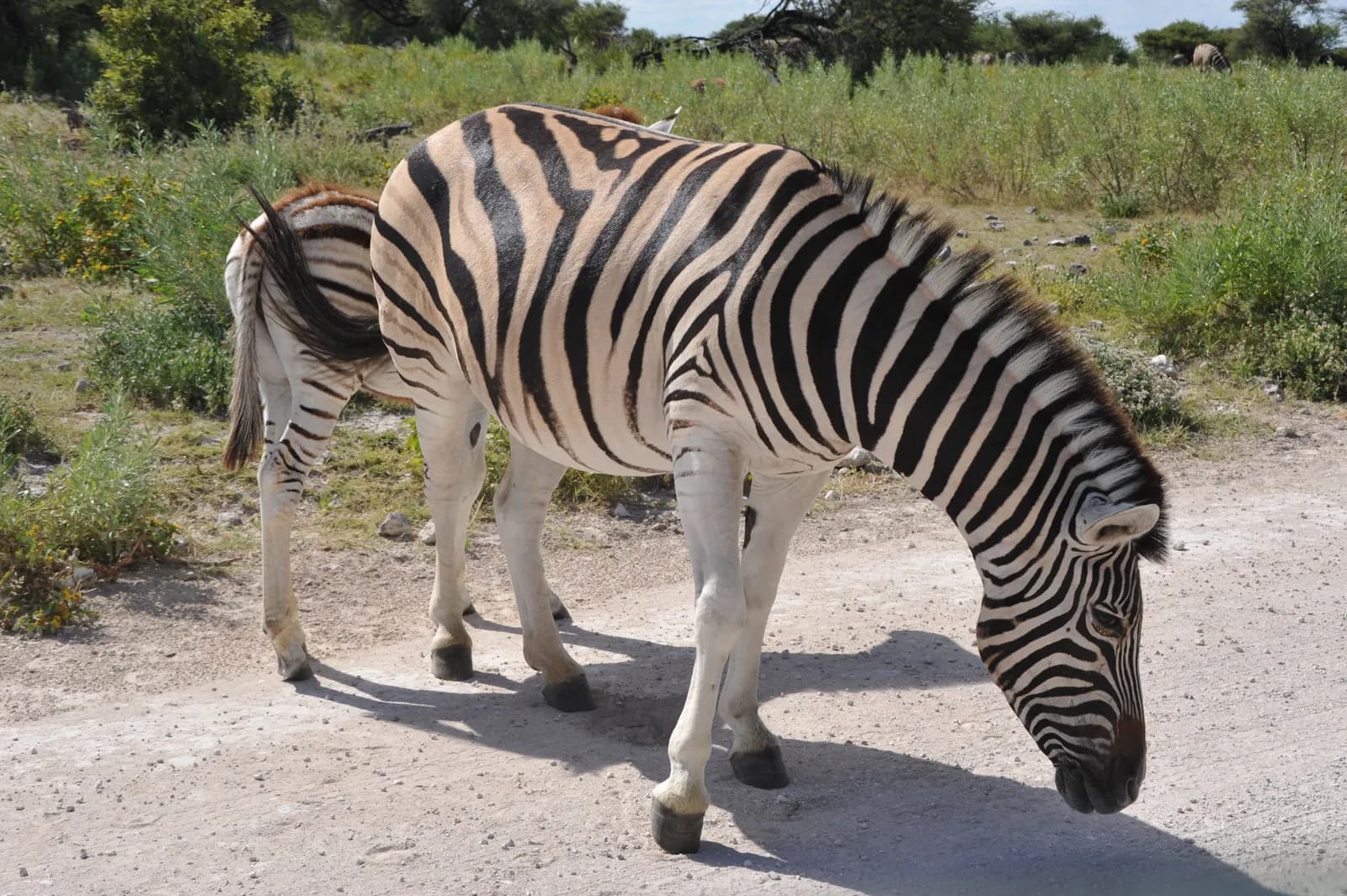 Wild plains zebra grazing on a dirt path in the african savanna landscape