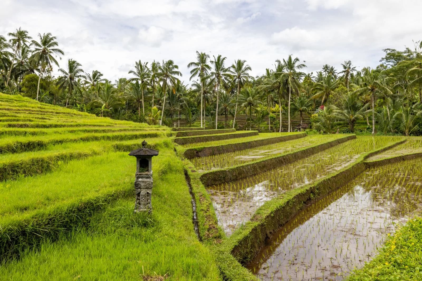 Lush green rice terraces with traditional stone shrine in bali indonesia tropical landscape scenery
