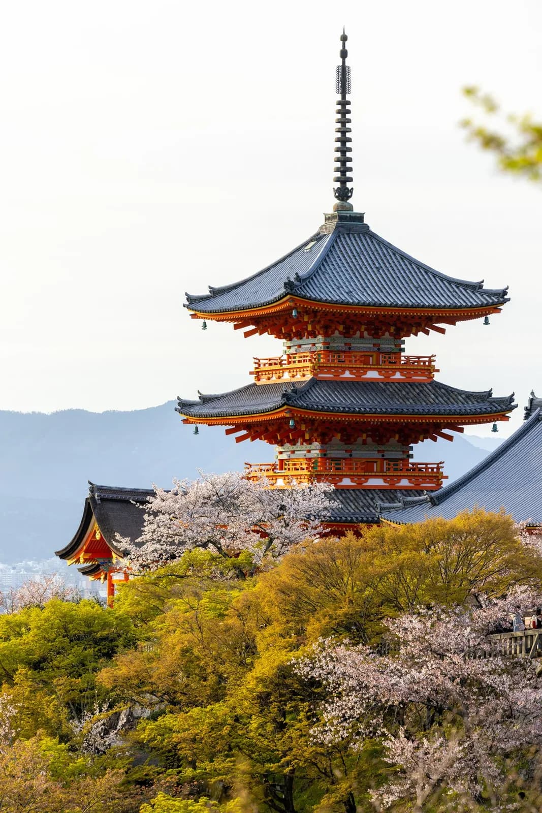 Traditional japanese pagoda temple surrounded by blooming cherry blossoms in spring season
