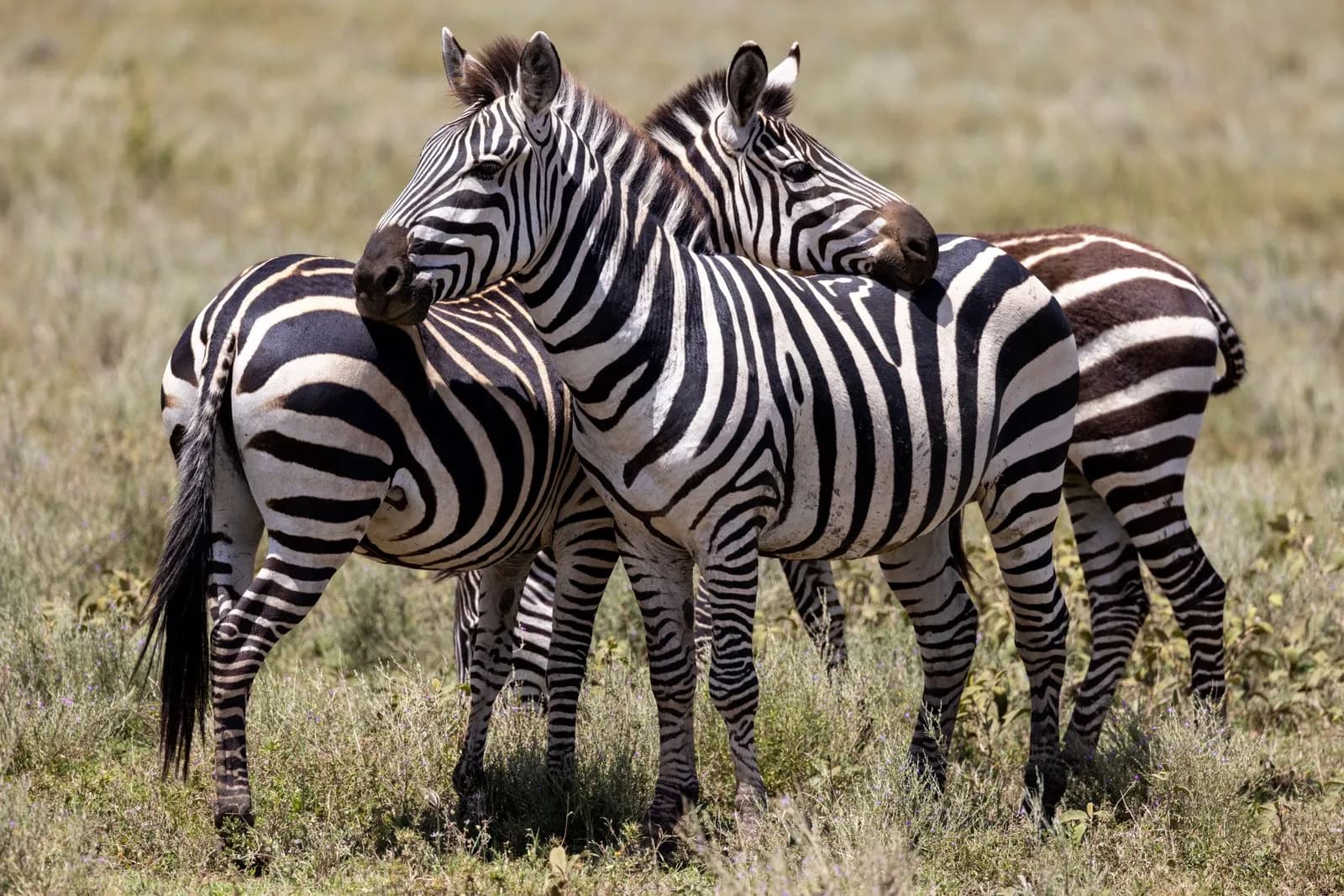 Two zebras standing together in the african savanna during a sunny day in the wild