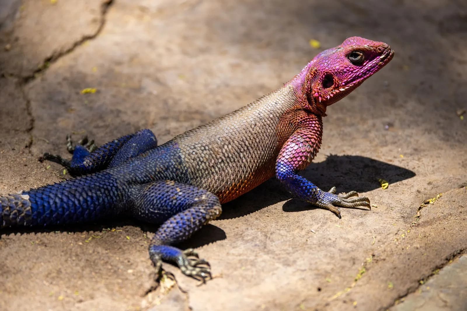 Colorful agama lizard standing on a dry ground surface in a sunny outdoor environment